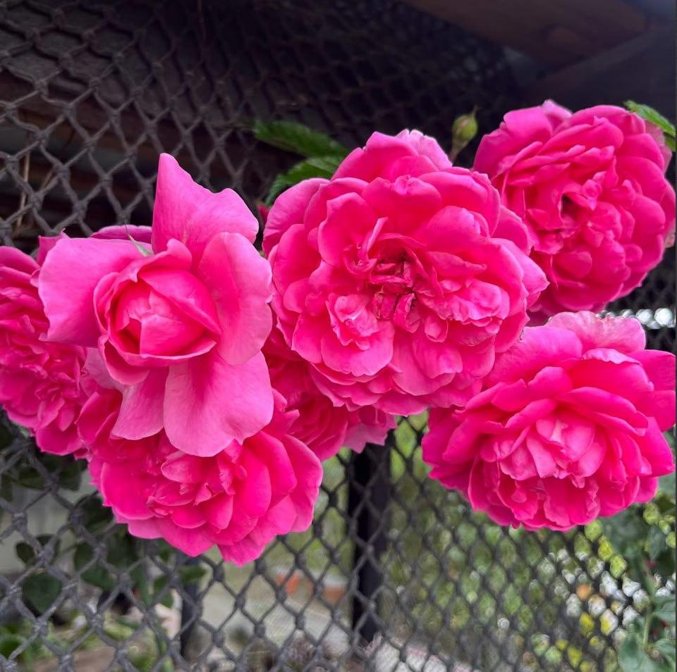 Previsioni prezzo FLOKI 2025: target a 0,0005 $ possibile, ma è Maxi Doge  la vera alternativa virale